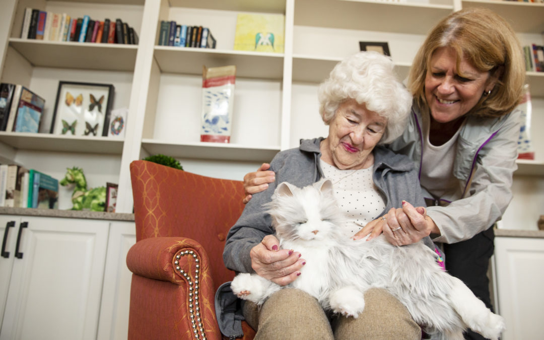 Ageless Innovation Celebrates Half Million Joy For All™ Companion Pets Adopted By Older Adults