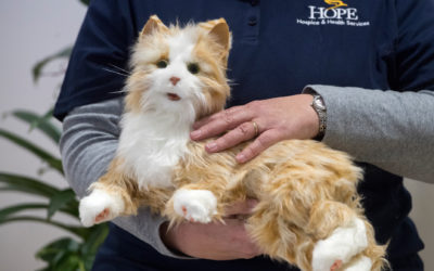 East Bay hospice care uses robotic animals to comfort lonely patients